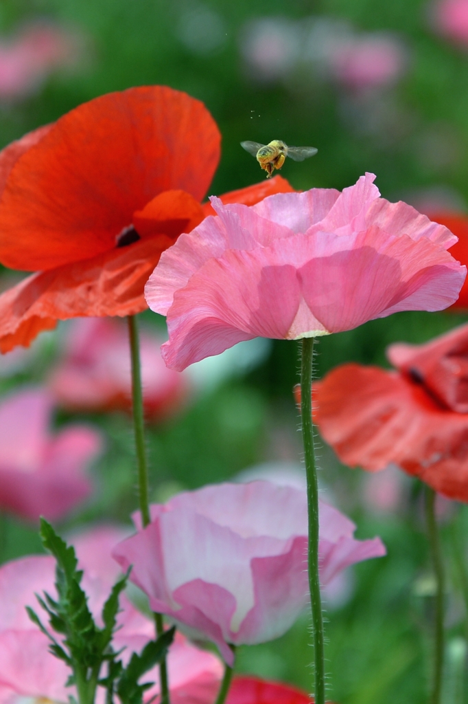 Poppy-1