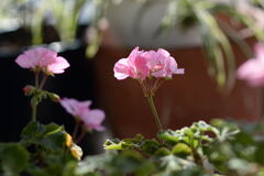 ベランダの花 ―2