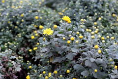 小　菊－1