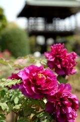 紅い花から　ー1