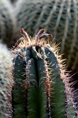 サボテン温室でー2