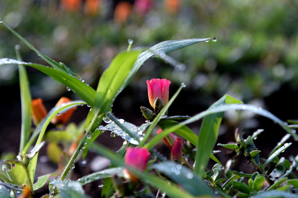 雨上がりの朝ー4