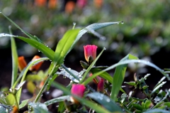 雨上がりの朝ー4