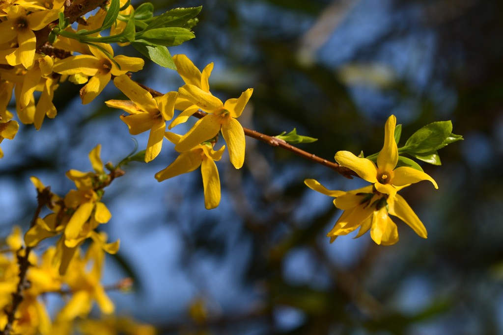 春だ　　チョウセンレンギョウ