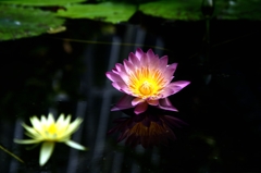 温室の水連ー１