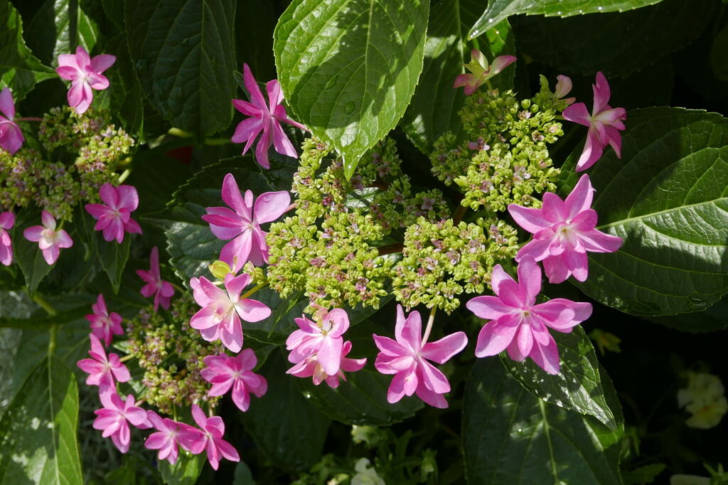  今が 花盛り ―2