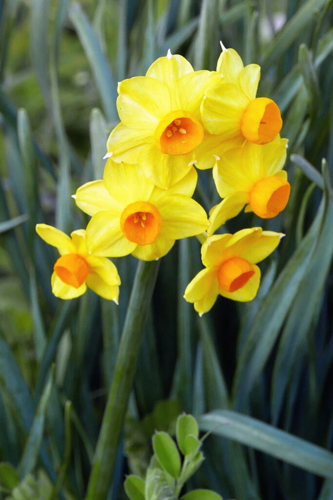 皆で 春を呼ぶ ―1