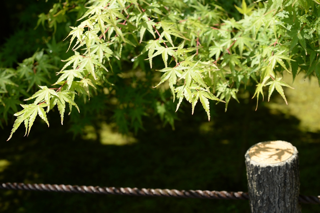 日本画と写真ー6