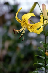 季節の贈り物　1