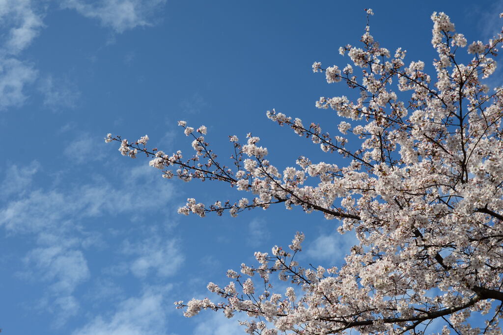 青空に―１