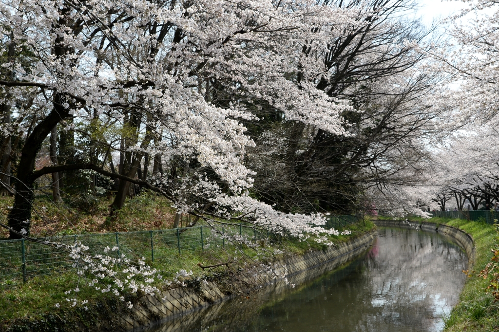 見沼用水路のサクラー３