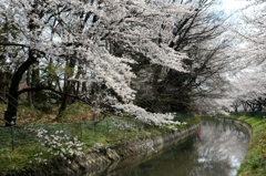 見沼用水路のサクラー３