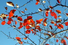 傍に来てくれた 秋色 ―1