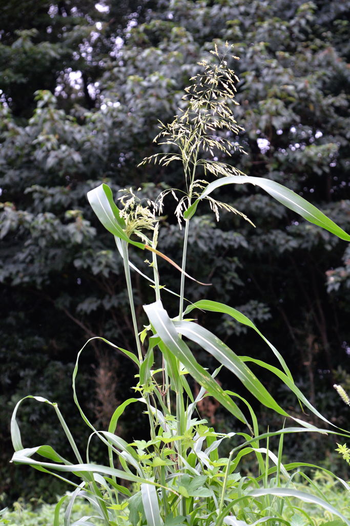 季節は秋へ-1