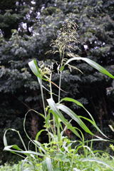季節は秋へ-1