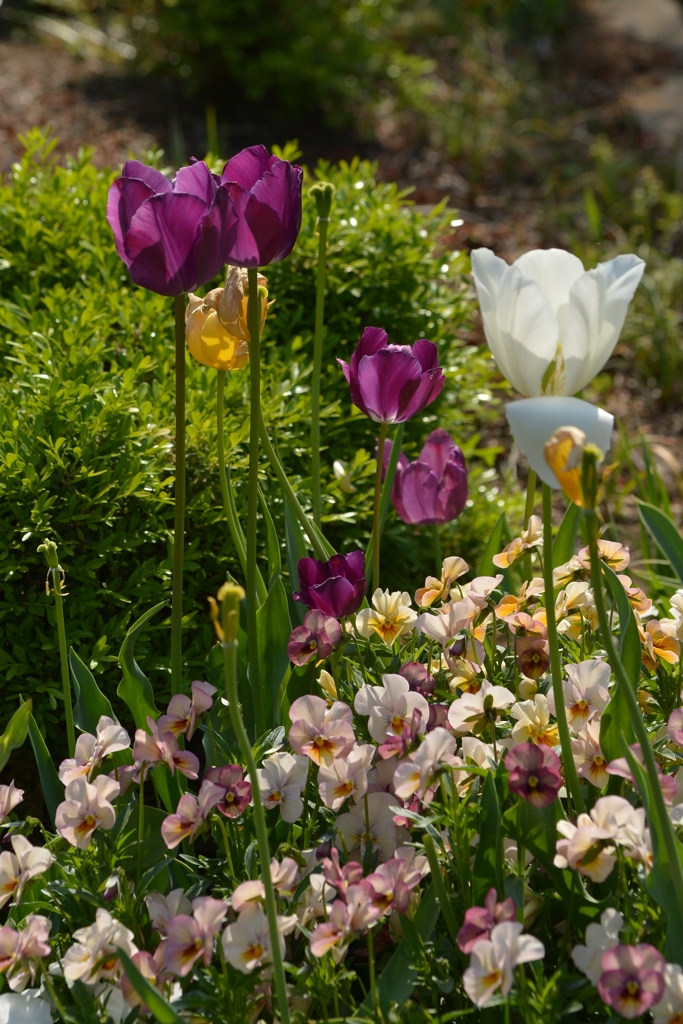 ひそやかに咲く　－3