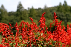 今、盛んにー１