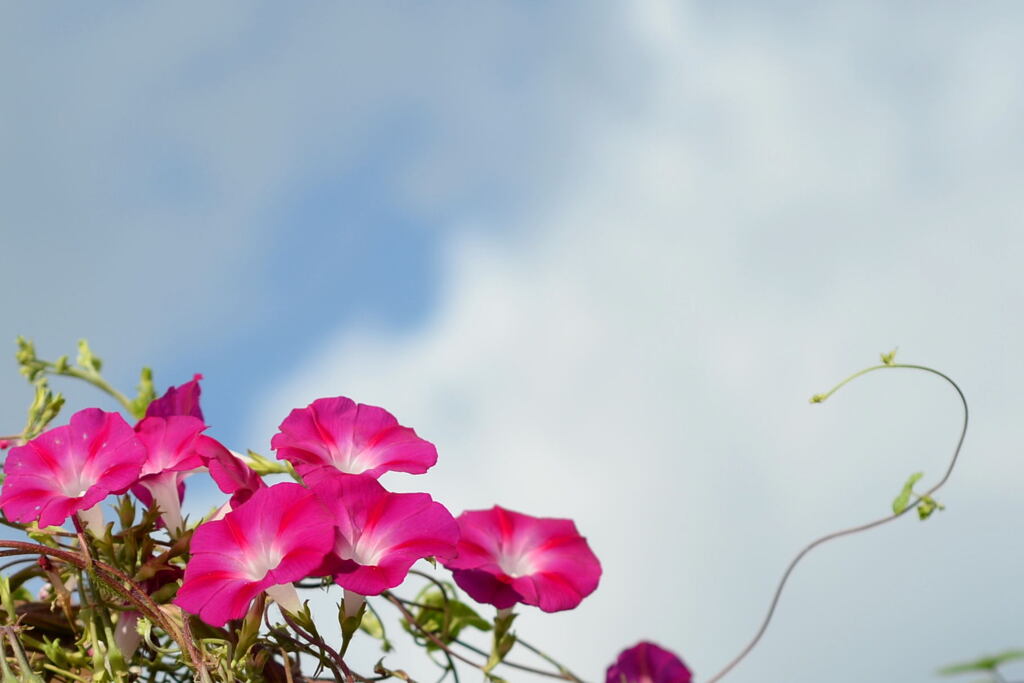 空 よ！　　アサガオより