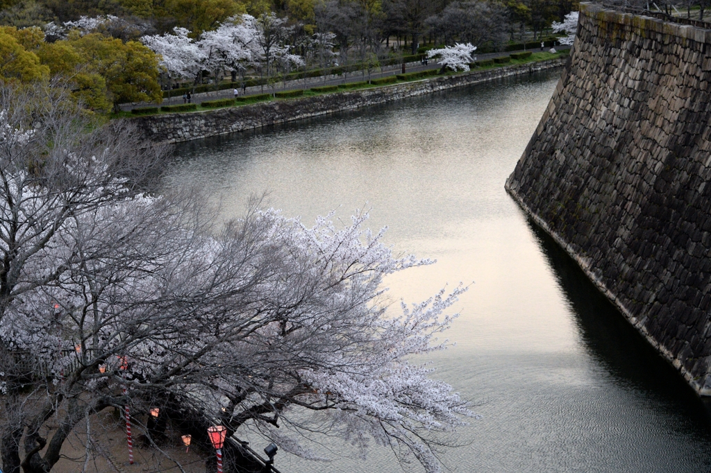 夜桜・大阪城ー２