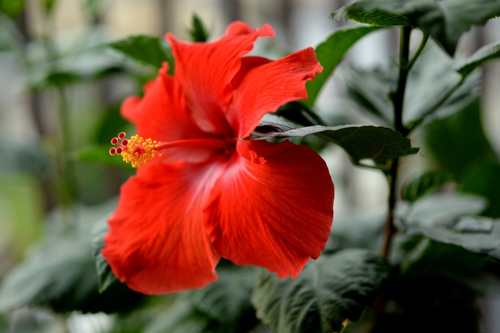 花の あかりー2