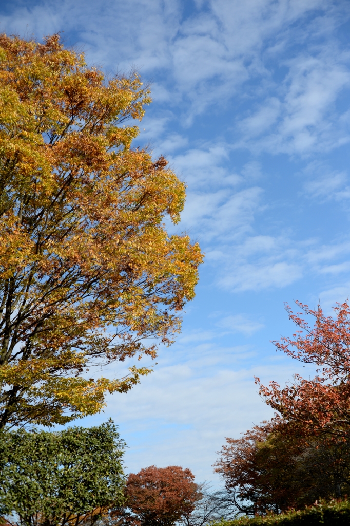 秋空にー1