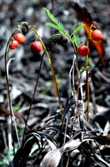 ドイツ スズラン（薬用植物）