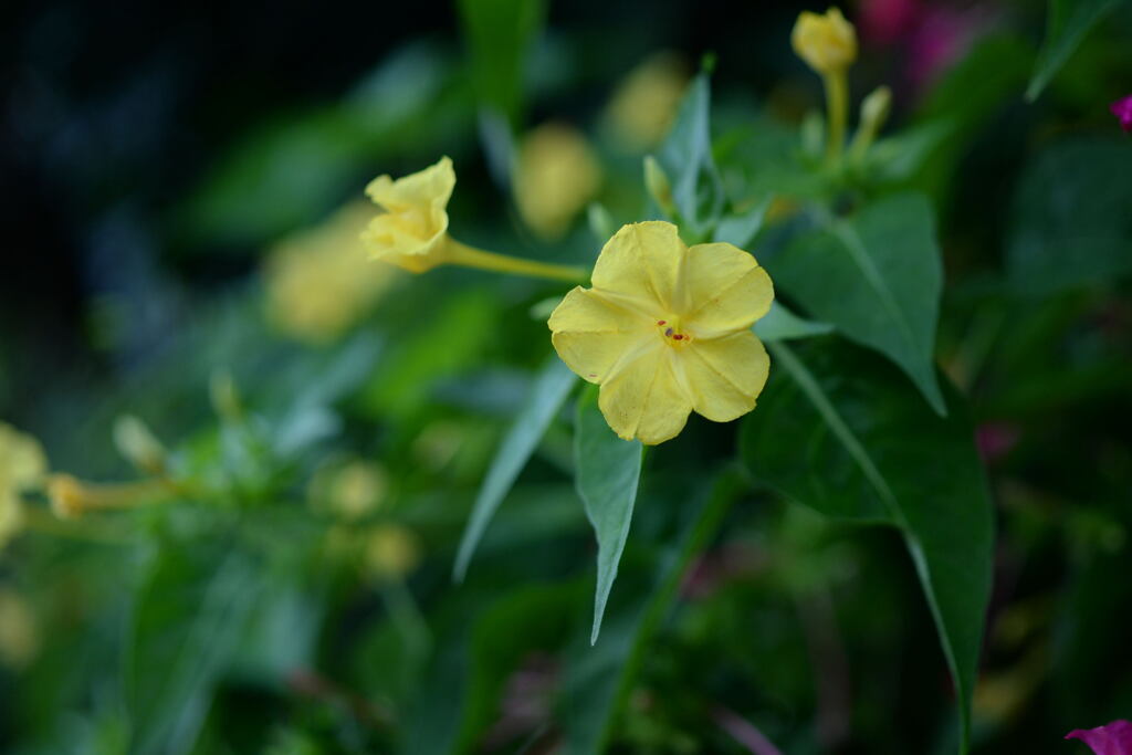 やさしい白粉花－1