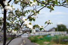 何時もの春が来て―２