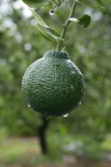 雨　滴 ー２
