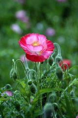 Poppy-3
