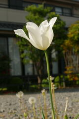 ｐuｒiｔｙ