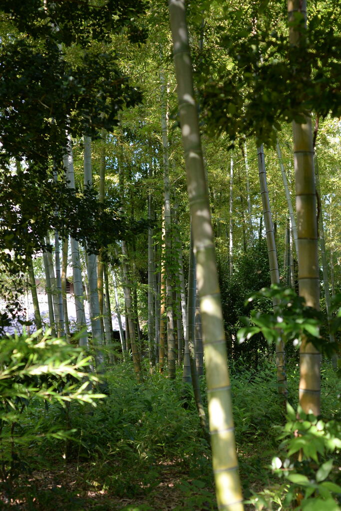 屋敷の樹木—1