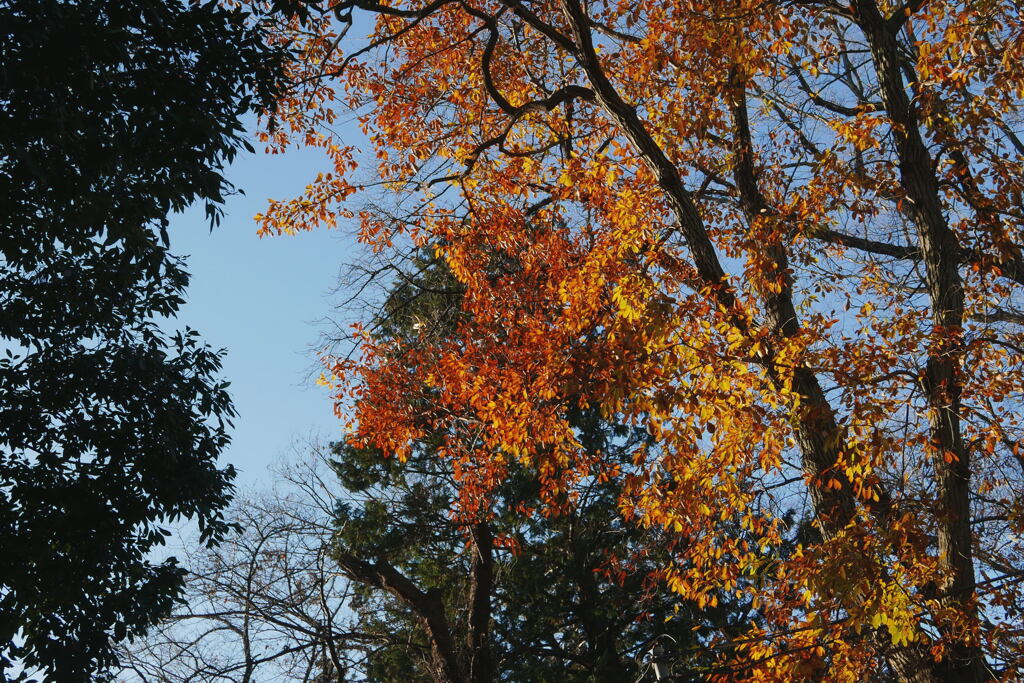 晩秋の名残り―2