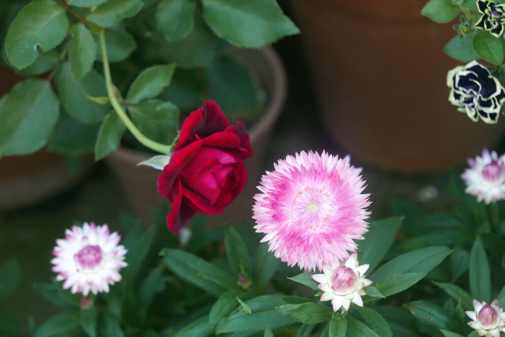  上から撮ると 花模様 ー2