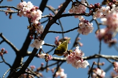 密蔵院のさくらー７