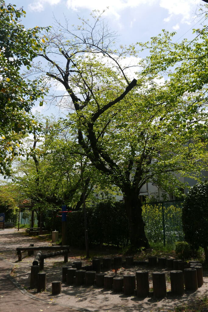  小公園は 若葉の衣に ー1