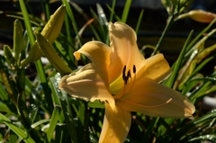 日本画と写真ー3