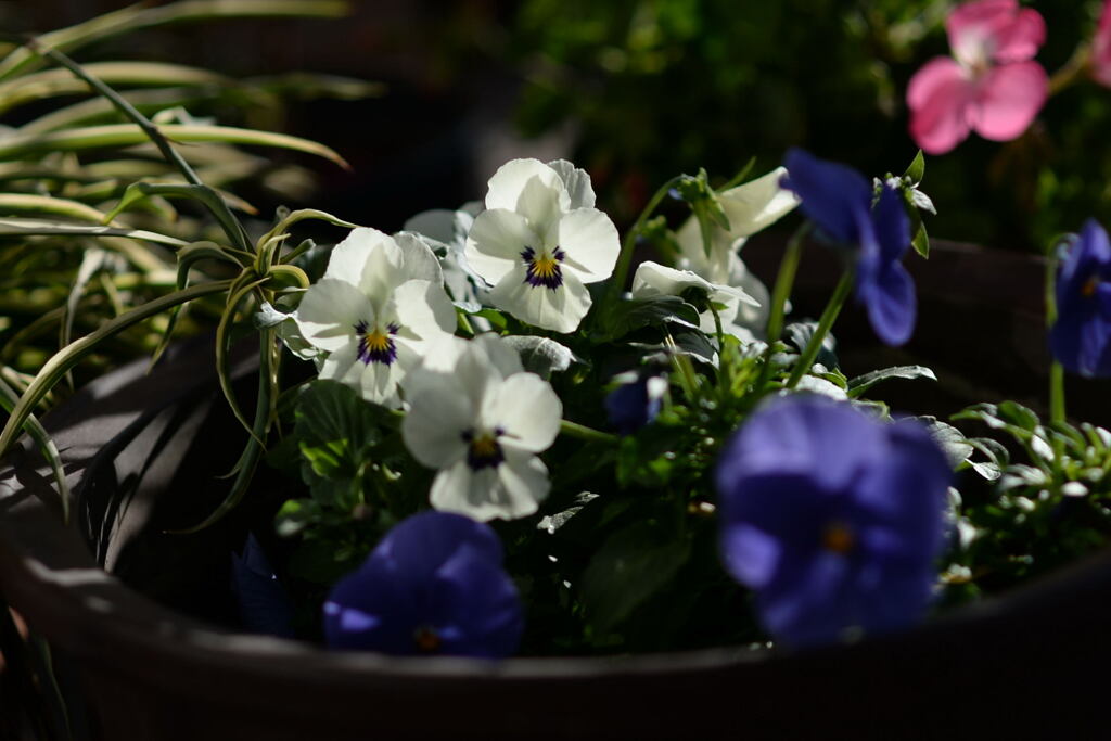 　ベランダ の花 ー1