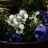 　ベランダ の花 ー1