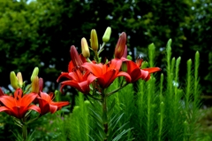 季節の楽しみー3