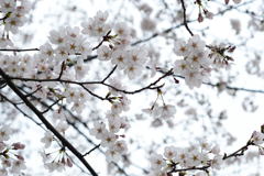 サクラ咲きました-2