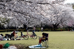 今年のさくらー１
