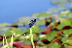 見沼自然の池でー1