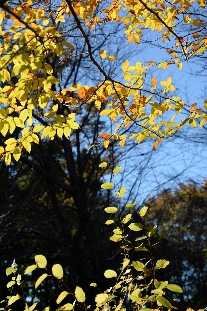 晩秋の思い出ーＡ