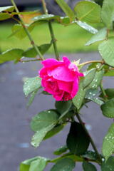  ご近所の花ー2