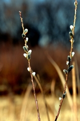 冬の晴れ間にー3