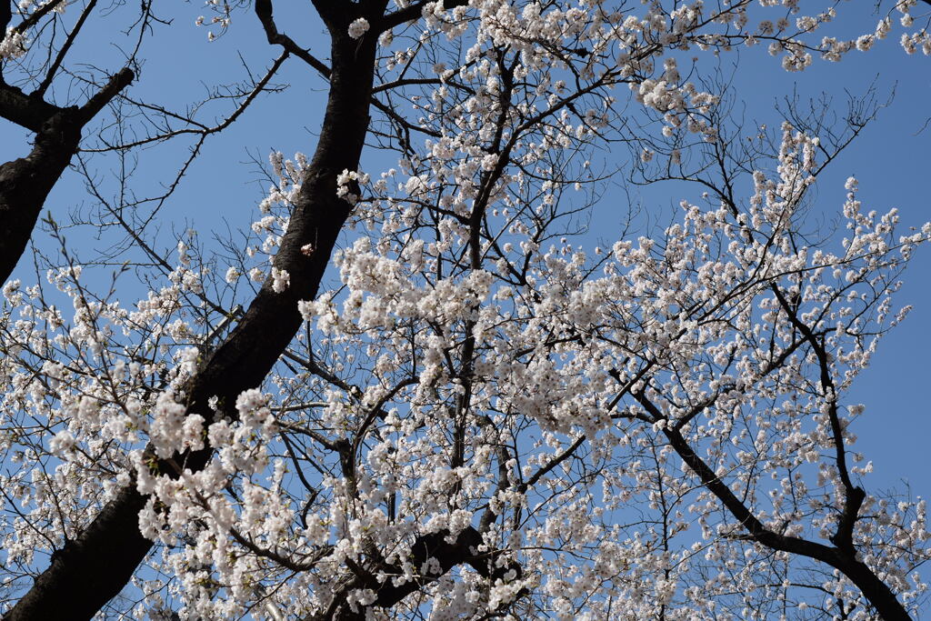 サクラ　咲きました—1
