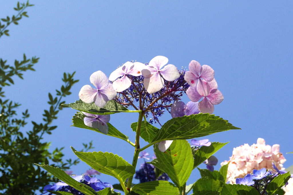 陽当たりでは 様々な花模様が素敵