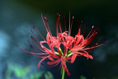 ようやく咲いたー2