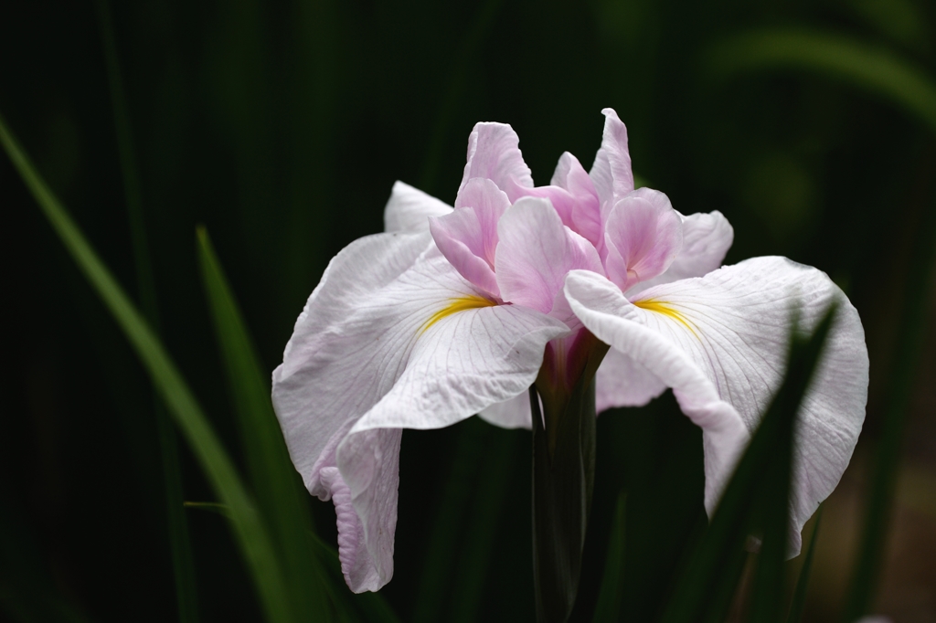 染谷の花菖蒲ー3